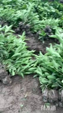 高度60厘米青珊瑚