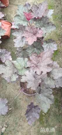 高度20厘米矾根