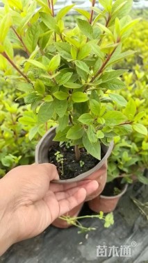 容器苗安酷杜鹃