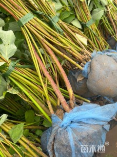 高度120厘米红瑞木