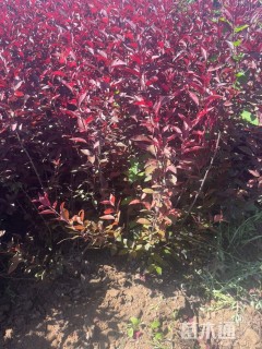 0.8公分紫叶矮樱