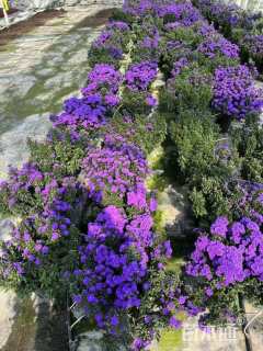 高度20厘米翠菊