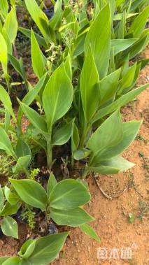 高度30厘米美人蕉