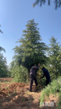 高度700厘米雪松