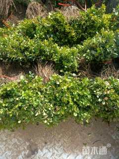 高度10厘米大叶黄杨小苗