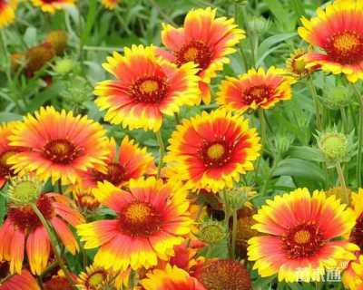 高度15厘米天人菊