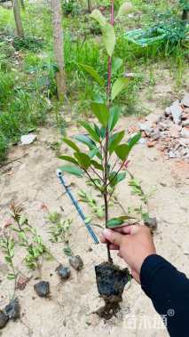 0.3公分红叶石楠