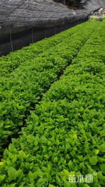 高度25厘米八仙花