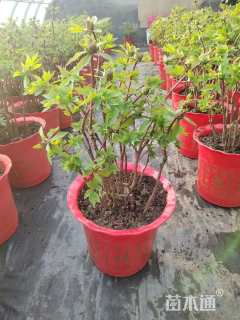 高度60厘米牡丹