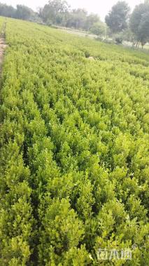 高度40厘米小叶黄杨