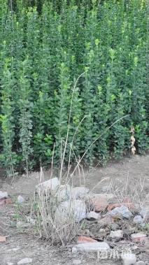 高度100厘米北海道黄杨