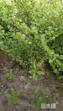 高度30厘米平枝栒子