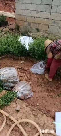 高度25厘米火棘