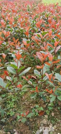 高度30厘米红叶石楠小苗