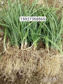 高度15厘米麦冬