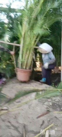 裸干高10厘米散尾葵