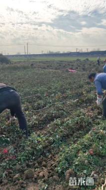 高度40厘米月季