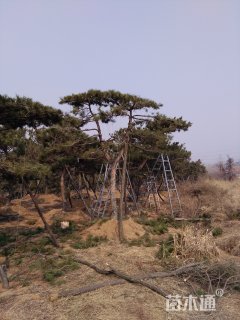 高度300厘米油松