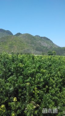 高度150厘米罗汉松小苗