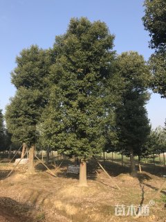 35公分香樟