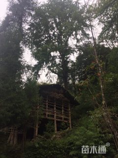 高度1800厘米白果香楠