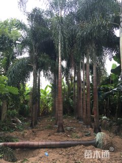 裸干高300厘米二枝棕