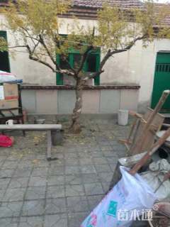 高度200厘米石榴