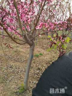 200厘米桃树