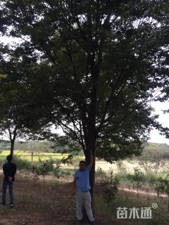 30公分红榉