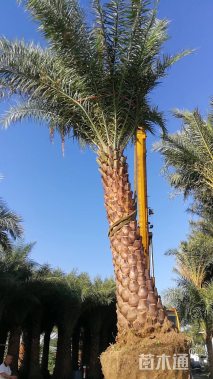 裸干高300厘米中东海枣