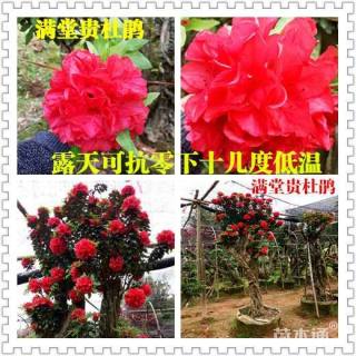 造型杜鹃