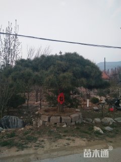 20公分造型黑松