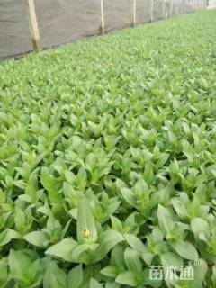 百日草