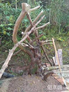 高度210厘米蚊母