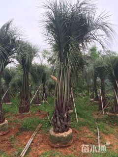 裸干高80厘米布迪椰子