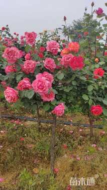 高度130厘米月季