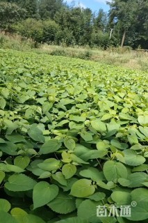 高度40厘米山桐子小苗