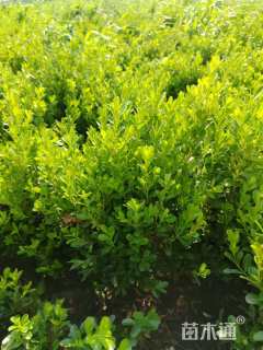 高度45厘米豆瓣黄杨