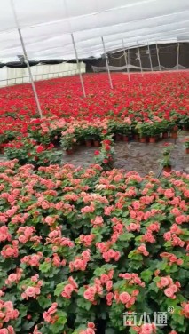 高度25厘米丽格海棠