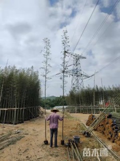 地栽苗雷竹