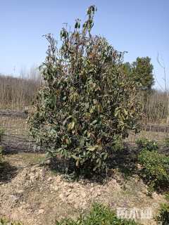 高度250厘米中华石楠