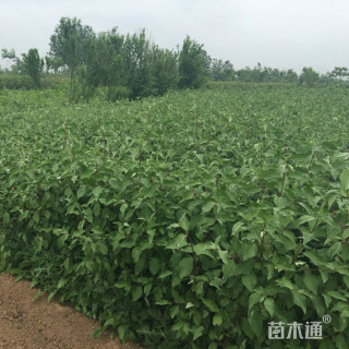 高度60厘米红瑞木