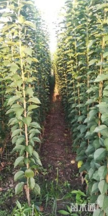 高度200厘米染井吉野樱小苗