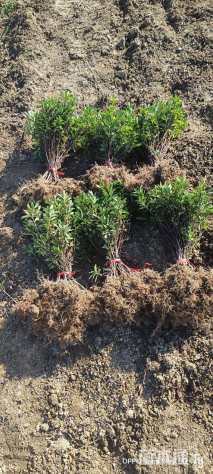 高度35厘米杜鹃