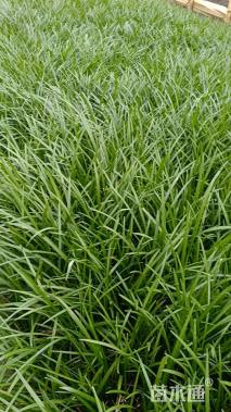 高度20厘米阔叶麦冬