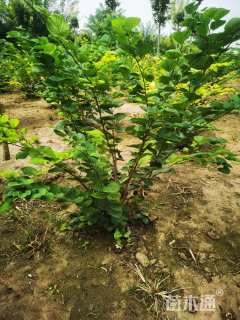 高度160厘米丛生紫荆