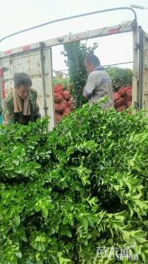 高度130厘米大叶黄杨柱