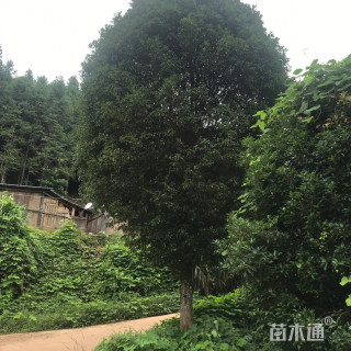 32公分桂花