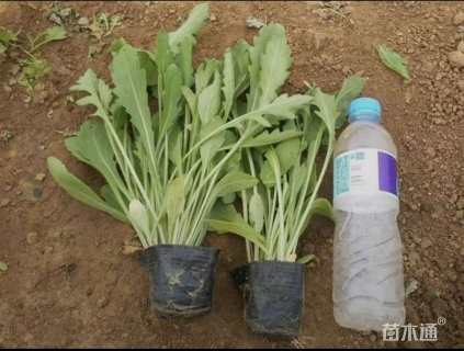 高度22厘米天人菊