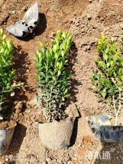 高度30厘米小叶黄杨